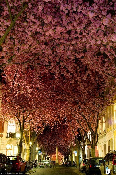 دنیای عجایب و ر نگها