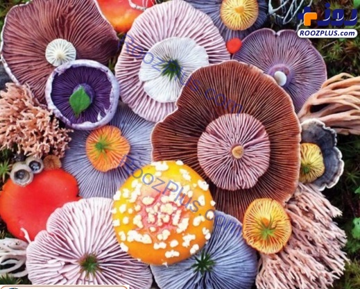 کاشت قارچ ها شبیه به دسته گل های رنگارنگ+عکس
