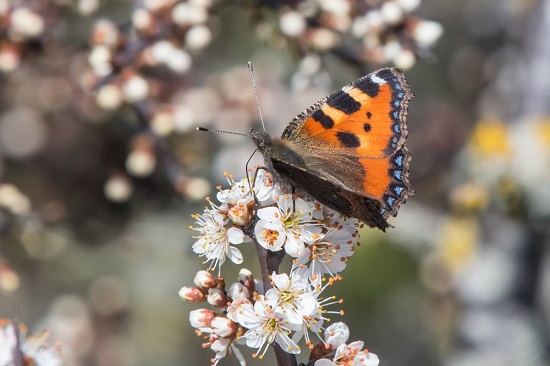 سرشماری پروانه‌ها در انگلیس+عکس