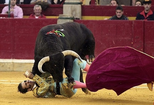عاقبتی دردناک برای گاو باز اسپانیایی+تصاویر