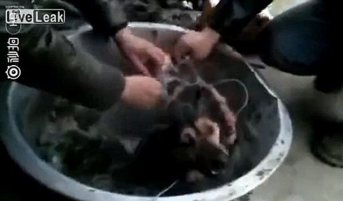 پختن سگ زنده در داخل دیگ آب جوش