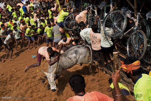 جشنواره رام کردن گاو در هند (عکس)