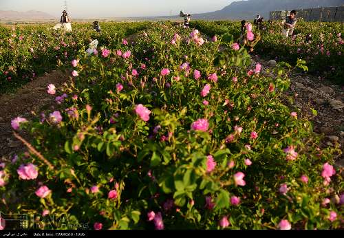 برداشت گل محمدی/تصاویر