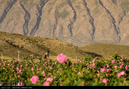 برداشت گل محمدی/تصاویر