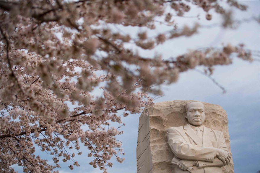 مجسمه مارتین در میان شکوفه های بهاری واشنگتن