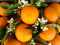 عرق بهار نارنج چه خواصی دارد؟ عرق بهار نارنج چه خواصی دارد؟