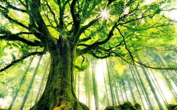 جنگل راش،ثروتی ارزشمند در دل سوادکوه