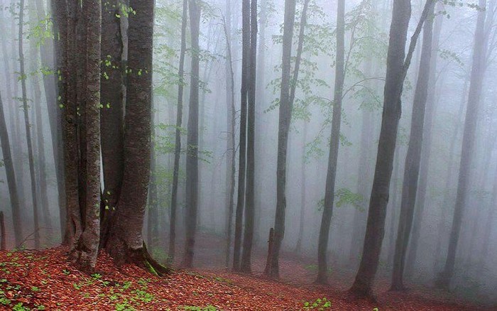 جنگل راش،ثروتی ارزشمند در دل سوادکوه