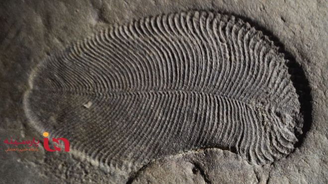 کشف قدیمی ترین فسیل جانوری به قدمت ۵۵۸ میلیون