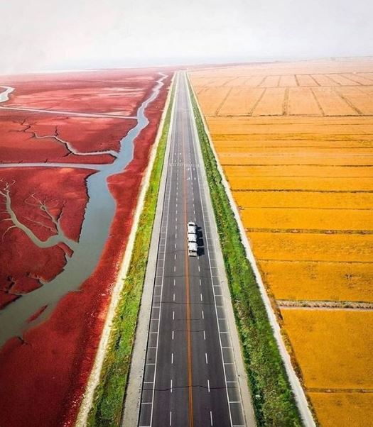 تصویری زیبا از ساحل سرخ چین