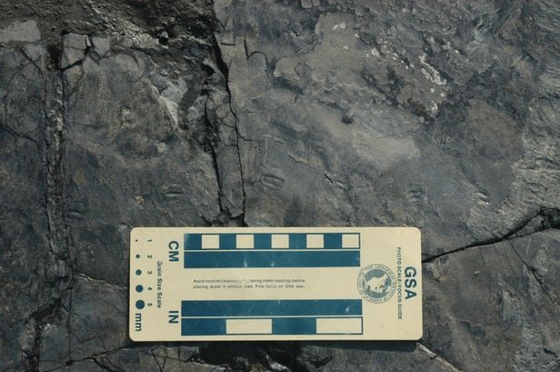 کوچکترین ردپای دایناسور دنیا کشف شد