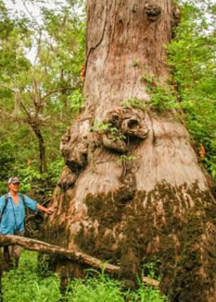 کشف درخت ۲۶۲۴ساله در آمریکای شمالی+عکس