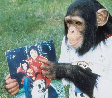 بابلز، شامپانزه‌ای خوش شانس+عکس