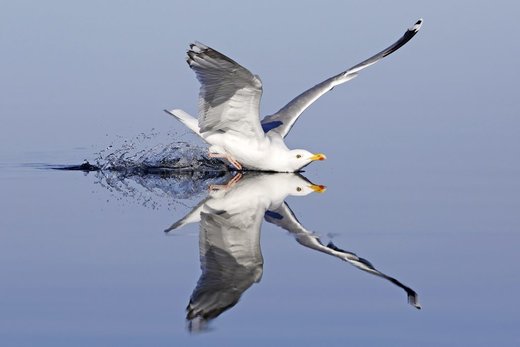 تصاویر | شیرجه دیدنی یک پرنده در آب