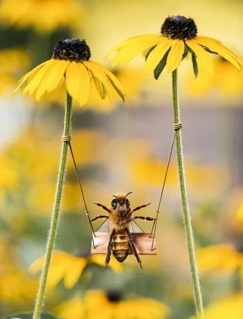 محبوب ترین زنبور عسل در اینستاگرام