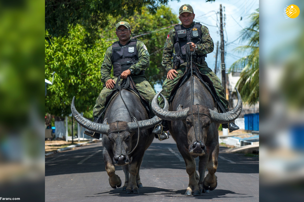 گشت‌زنی سربازان پلیس سوار بر بوفالوها! +عکس
