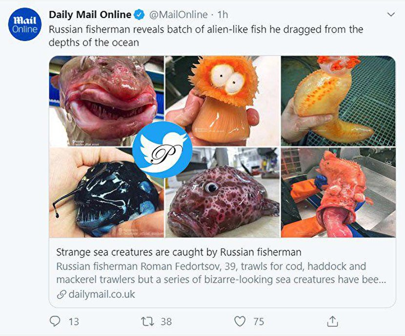 نمایش ماهی‌های عجیب و غریب +عکس