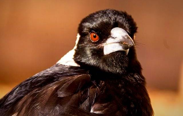 ۱۰ مورد از خطرناک‌ترین پرندگان جهان