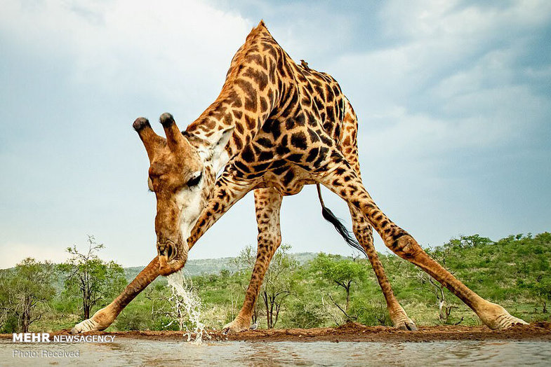 تصاویر جالب از لحظه آب خوردن یک زرافه ۱۵ متری