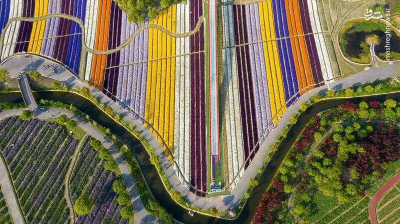 تصویرهوایی از مزرعه گل در چین