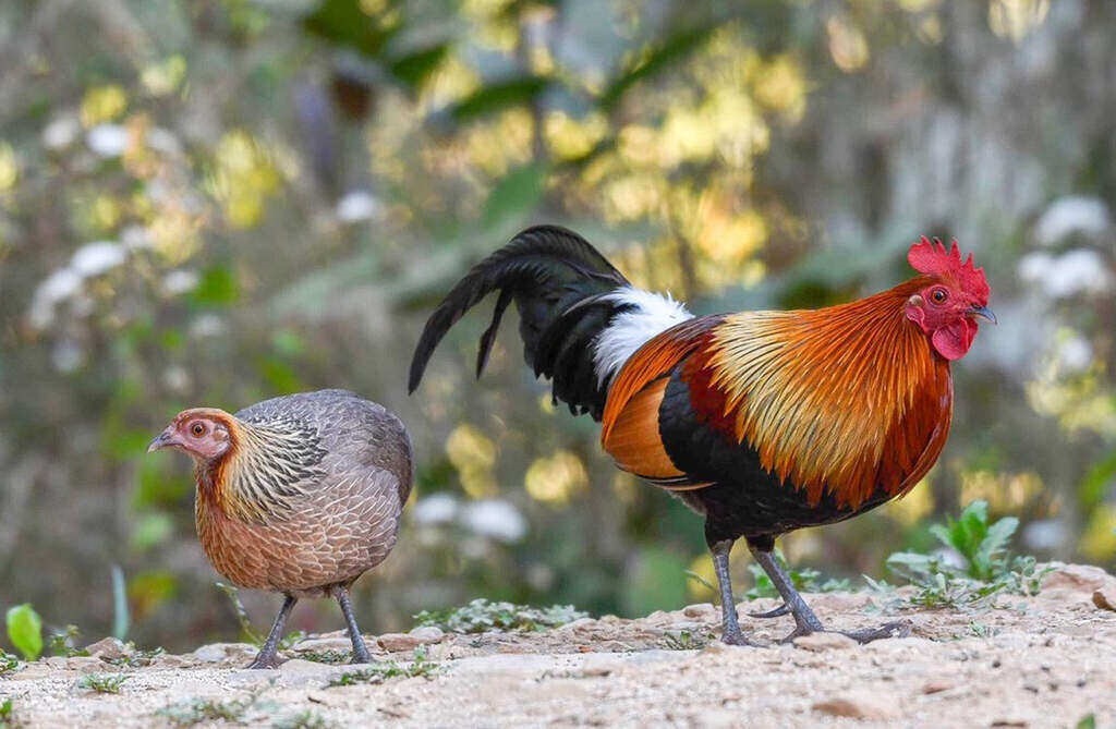 مرغ و خروس جنگلی سرخ