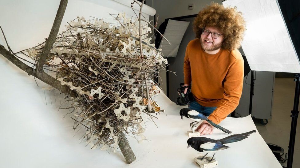 کشف جدید دانشمندان: کلاغ‌ها و زاغ‌ها با میله و میخ لانه می‌سازند!/ عکس