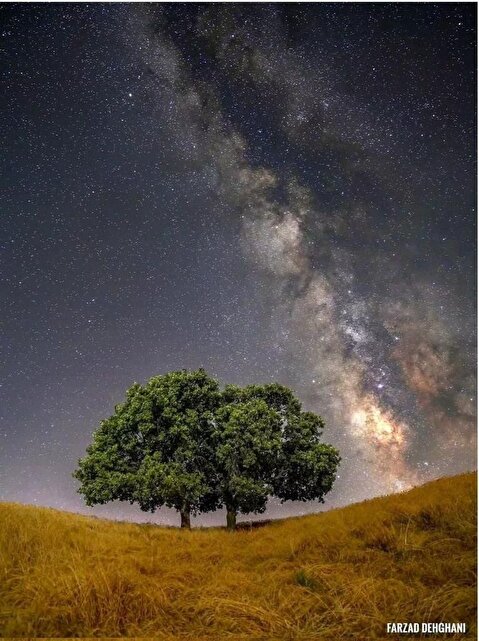 قسمتی از کهکشان راه شیری بر فراز دو درخت بلوط در لرستان+ عکس