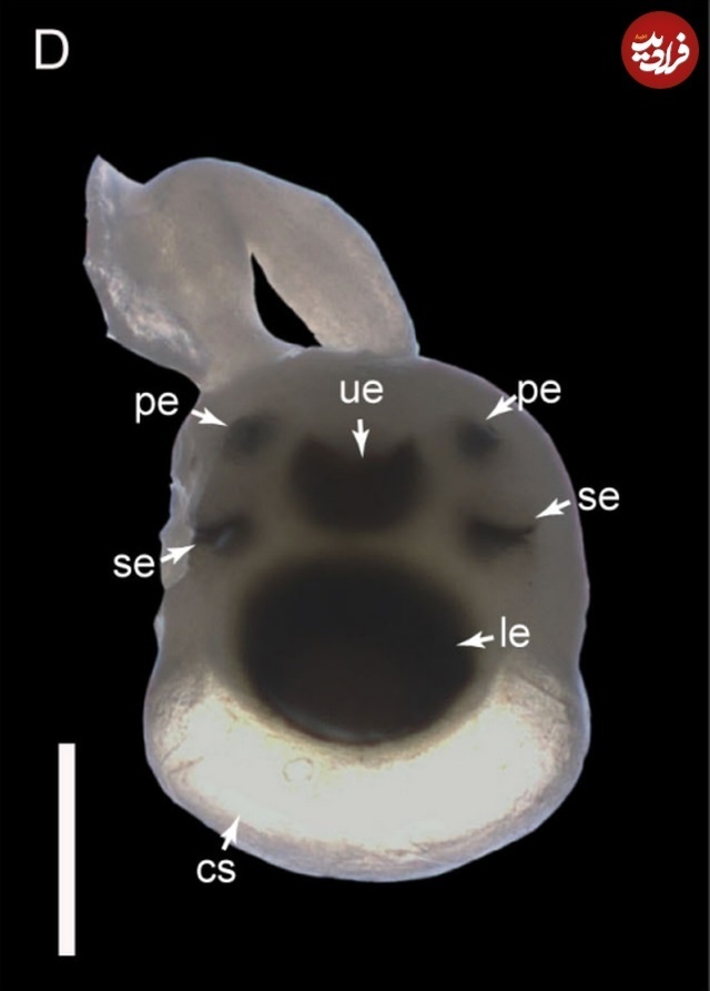 موجود سمی تازه شناخته شده ای که ۲۴ چشم دارد!