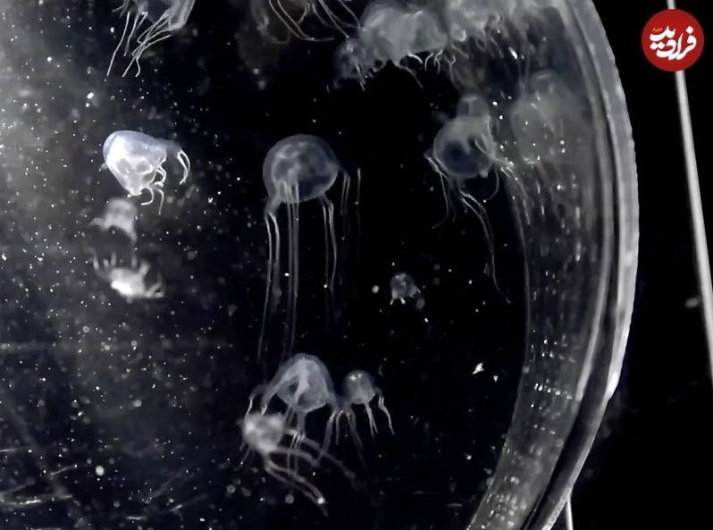 موجود سمی تازه شناخته شده ای که ۲۴ چشم دارد!