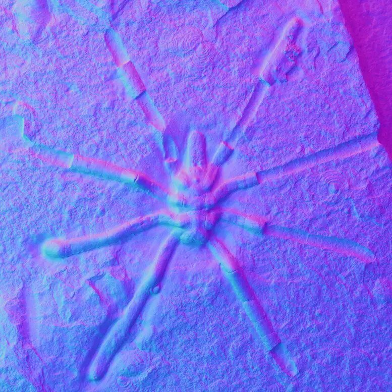 عنکبوت‌های ۱۶۰میلیون سال پیش این شکلی بودند