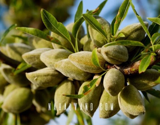 با خرید بهترین نهال های بادام به جمع سرمایه داران ایرانی بپیوندید