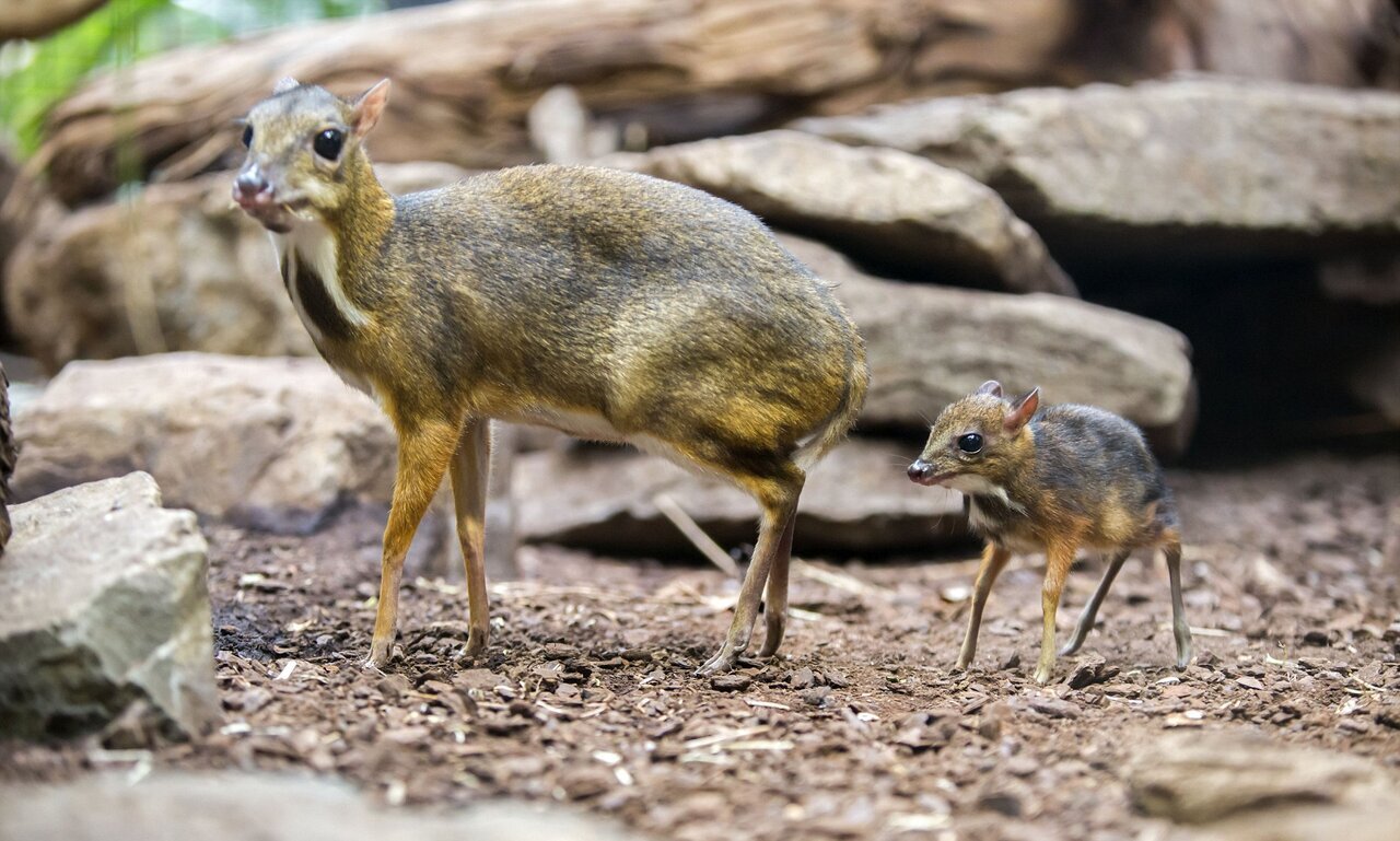 «موش-گوزن»؛ کوچک ترین جانور دارای سم در جهان+ عکس