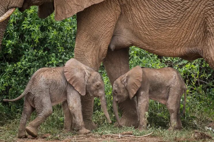 اتفاقی جالب درباره «فیل‌ها»؛ آنها برای هم اسم می‌گذارند!+ عکس