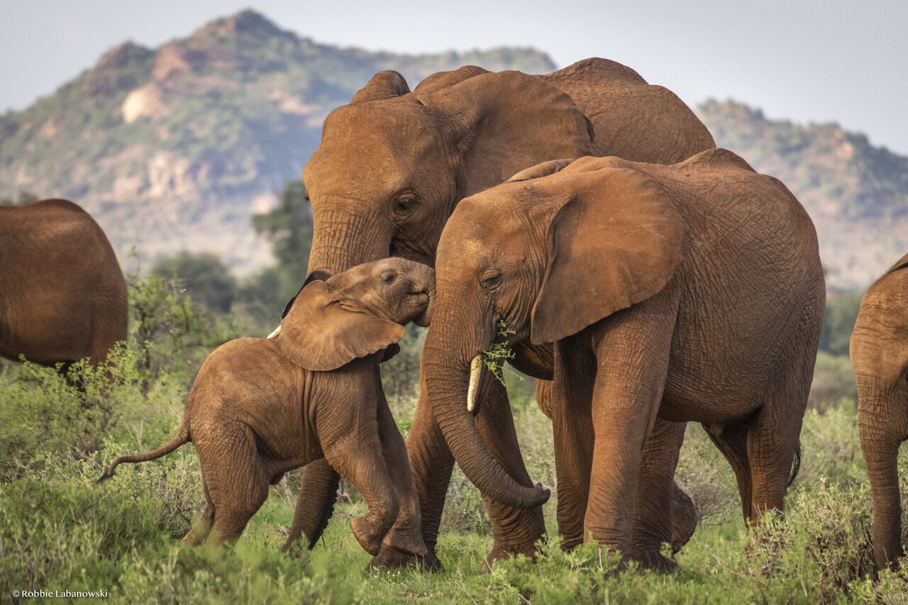 اتفاقی جالب درباره «فیل‌ها»؛ آنها برای هم اسم می‌گذارند!+ عکس