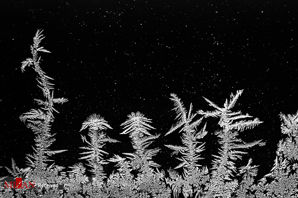 برندگان مسابقه عکاسی کلوز آپ (۲۰۲۰)