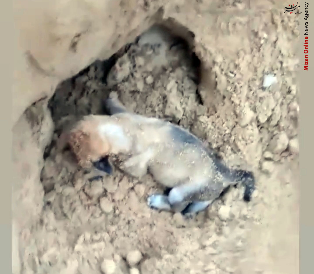 عامل شکنجه و زنده‌به‌گور کردن سگ‌های بوشهر شناسایی شد+ عکس