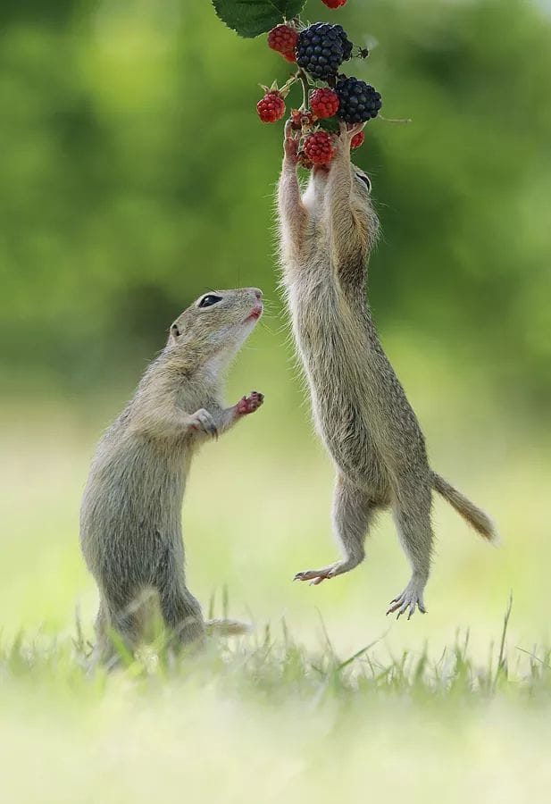 دو سنجابی که برای چیدن تمشک تلاش می‌کنند +عکس
