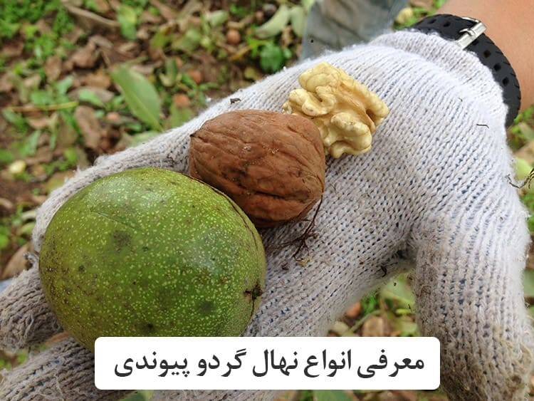 نهال گردو پیوندی چیست؟ + راهنمای خرید