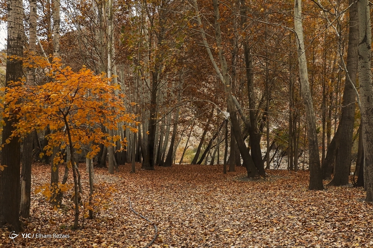 طبیعت زیبای جاده چالوس در پاییز