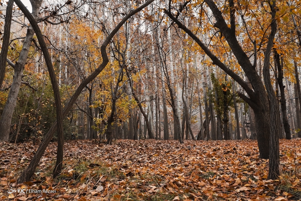 طبیعت زیبای جاده چالوس در پاییز