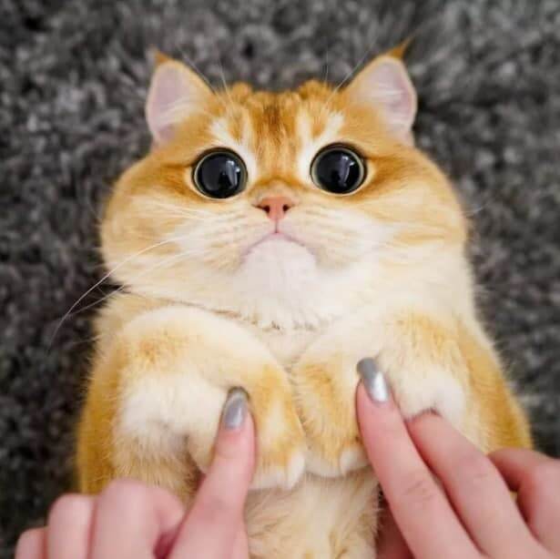 با گربه چکمه‌پوش واقعی آشنا شوید + عکس