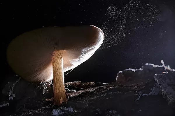 برندگان مسابقه عکاسی مطبوعات جهانی ۲۰۲۱