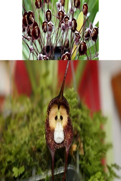 گیاهی که ممکن است با میمون اشتباه گرفته شود +عکس