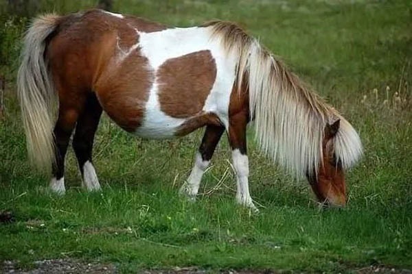 تصاویری جالب از حیوانات در دوره بارداری +عکس