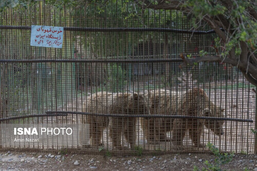 تصاویر دیدنی از حیوانات باغ وحش دز خوزستان