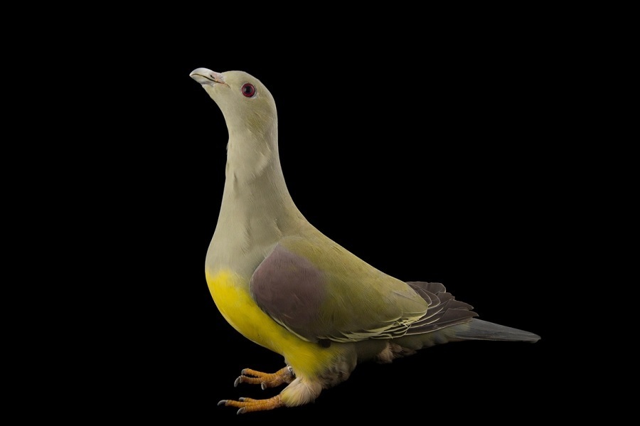 کبوتری که از قایقهای تندرو سریعتر حرکت میکند+ تصاویر/ سرعت پرواز این کبوترها میخکوب تان میکند سبز بروس