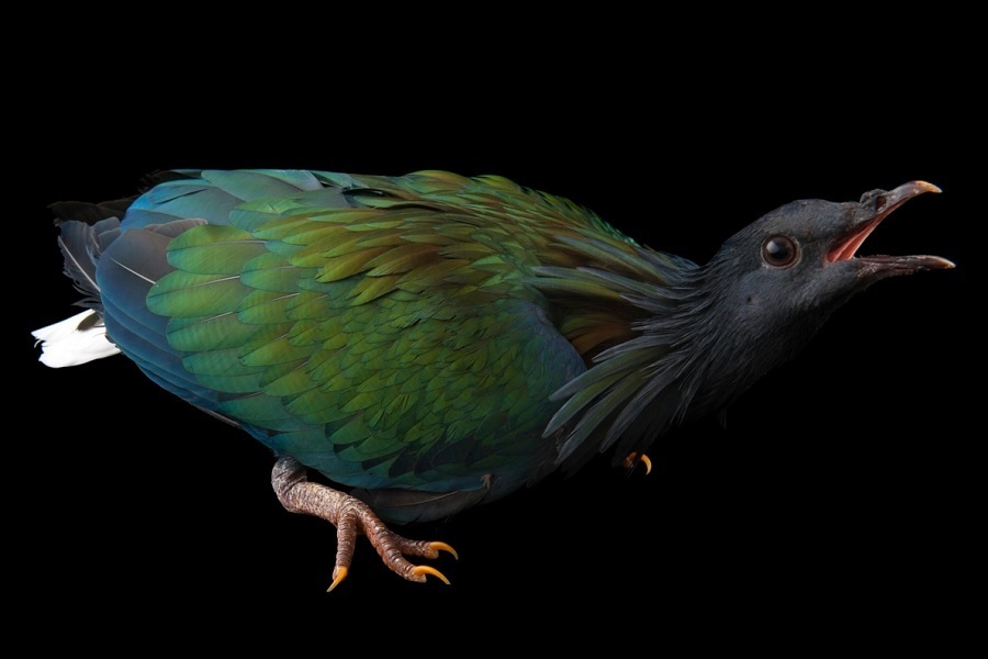 کبوتری که از قایقهای تندرو سریعتر حرکت میکند+ تصاویر/ سرعت پرواز این کبوترها میخکوب تان میکند نیکوبار