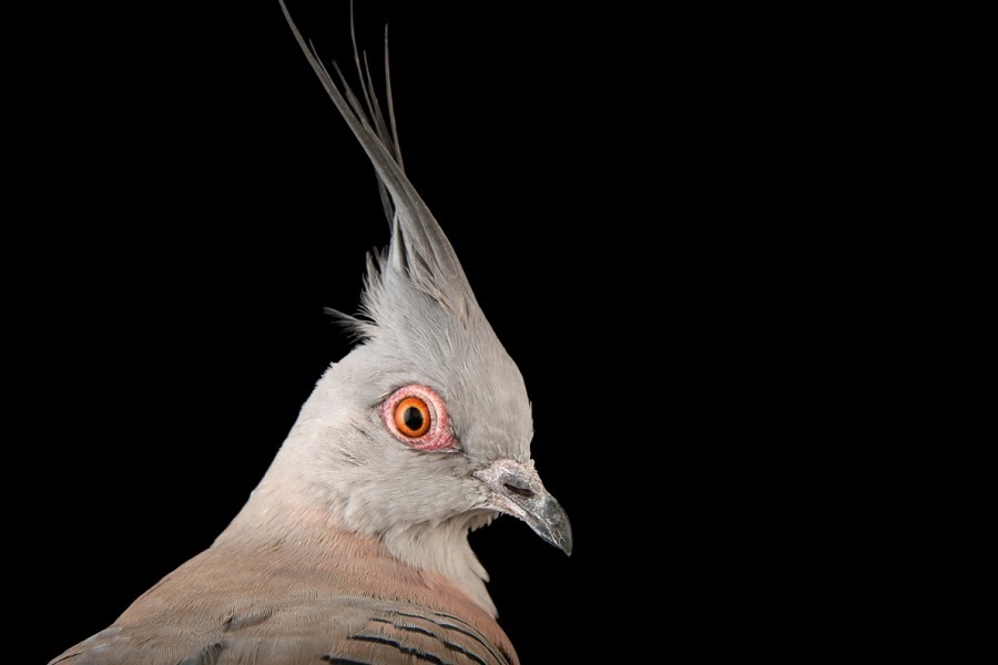 کبوتری که از قایقهای تندرو سریعتر حرکت میکند+ تصاویر/ سرعت پرواز این کبوترها میخکوب تان میکند کاکلی