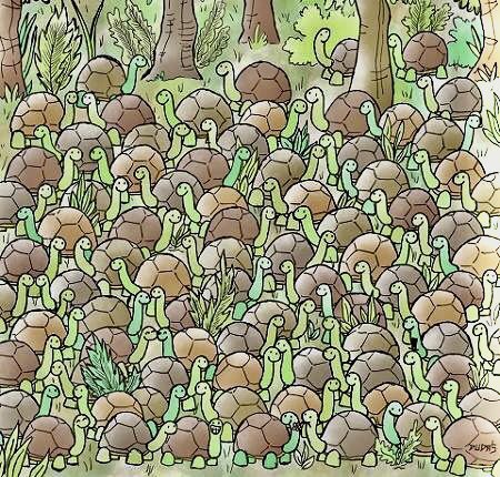 معما مار پنهان شده بین لاک پشت ها