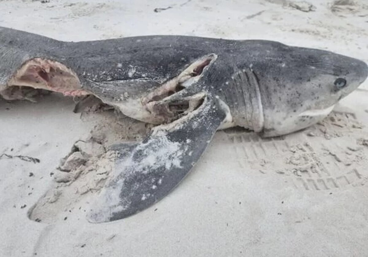 کوسه خورده شده توسط نهنگ قاتل